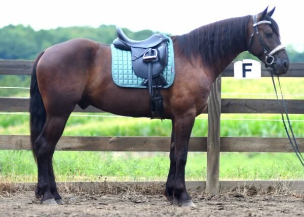 🐎 Friesian Quarter Horse for Sale USA