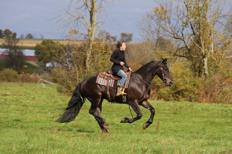 Friesian Gelding for Sale USA