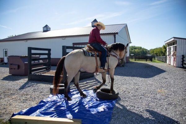 🐎 Friesian Sporthorse Gelding for Sale USA