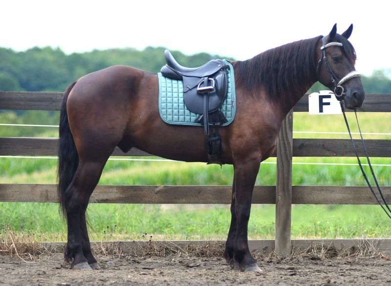 🐎 Friesian Quarter Horse for Sale USA
