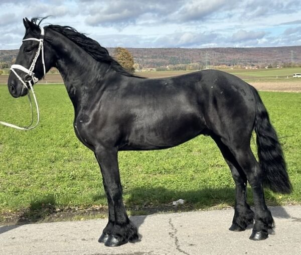 Friesian Gelding for Sale EU