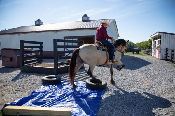 🐎 Friesian Sporthorse Gelding for Sale USA