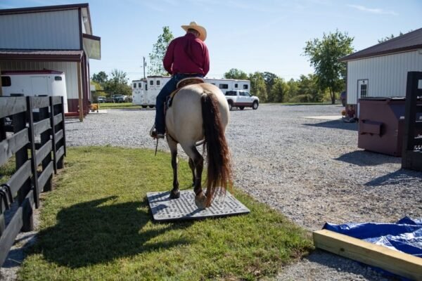 🐎 Friesian Sporthorse Gelding for Sale USA