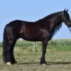 Friesian Sport Horse for Sale USA