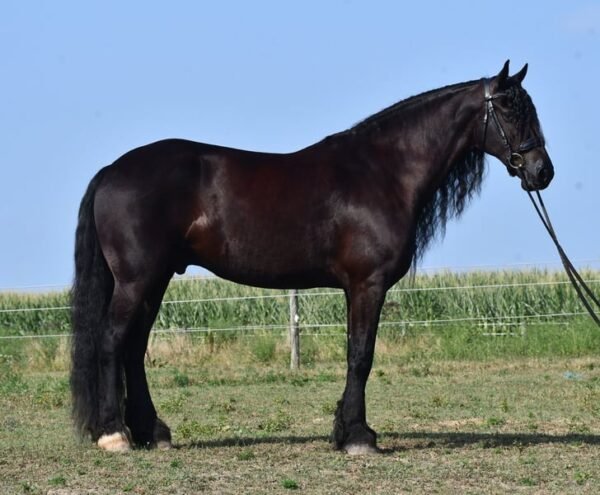 Friesian Sport Horse for Sale USA
