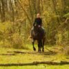 Friesian Gelding for Sale USA