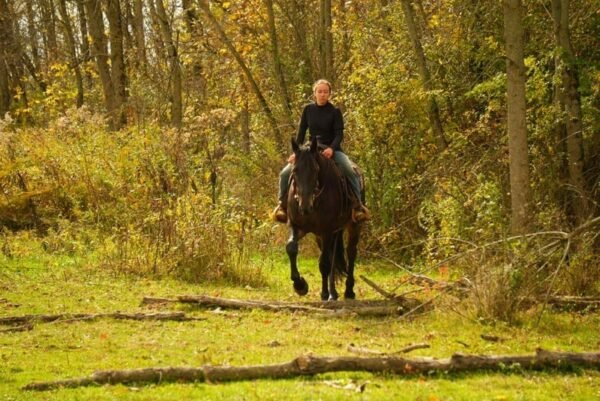 Friesian Gelding for Sale USA