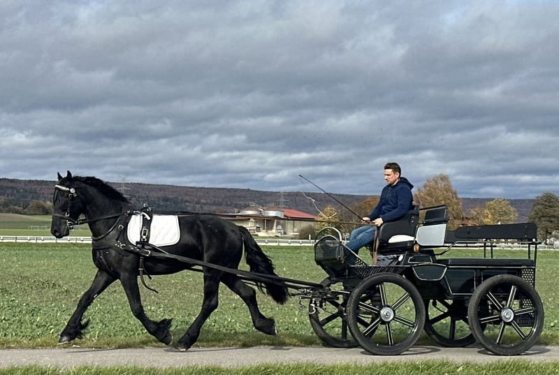 Friesian Gelding for Sale EU