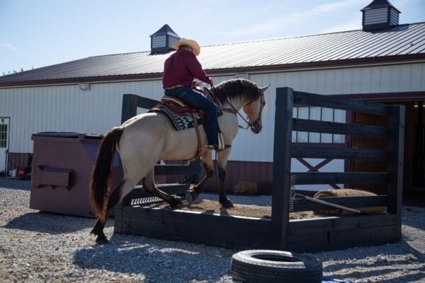 🐎 Friesian Sporthorse Gelding for Sale USA