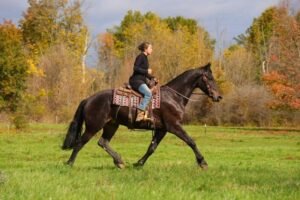 Friesian Gelding for Sale USA