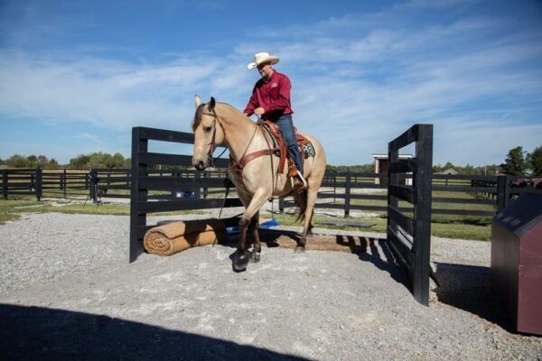🐎 Friesian Sporthorse Gelding for Sale USA