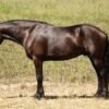 Friesian Cross Gelding for Sale USA