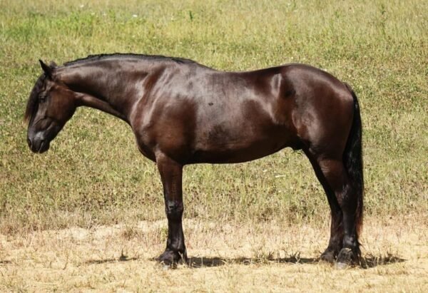 Friesian Cross Gelding for Sale USA