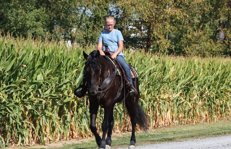 🐎 Friesian Gelding for Sale USA