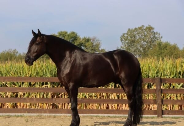 🐎 Friesian Gelding for Sale USA