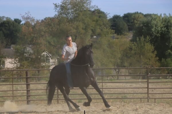 🐎 Friesian Gelding for Sale USA