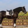 🐎 Friesian Gelding for Sale USA