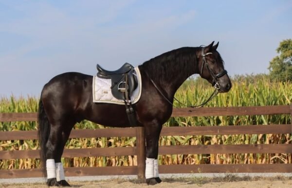 🐎 Friesian Gelding for Sale USA