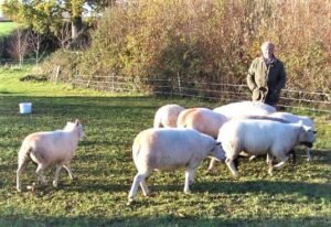 A summing-up of the 2022 lamb trade by Iain Turner - for sale worldwide - Global Equine Marketplace A summing-up of the 2022 lamb trade by Iain Turner - for sale worldwide - Global Equine Marketplace
