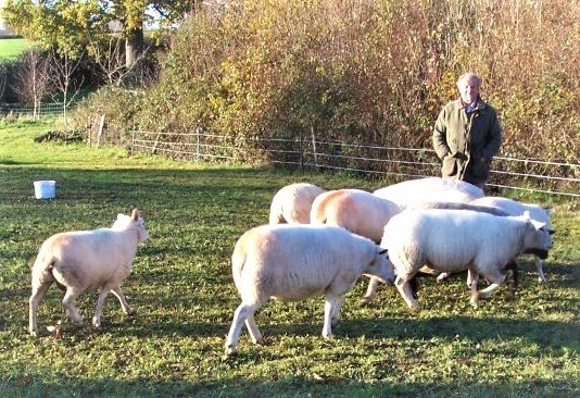 A summing-up of the 2022 lamb trade by Iain Turner - for sale worldwide - Global Equine Marketplace A summing-up of the 2022 lamb trade by Iain Turner - for sale worldwide - Global Equine Marketplace