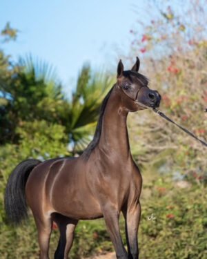 هل تبحث عن الماشية لوحدة AFU/لحوم البقر الخاصة بك؟ - — for sale worldwide | Global Equine Marketplac هل تبحث عن الماشية لوحدة AFU/لحوم البقر الخاصة بك؟ - — for sale worldwide | Global Equine Marketplace