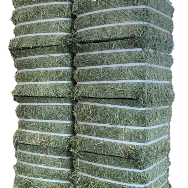 Alfalfa Hay Small Bales - Green KWT for sale worldwide - Global Equine Marketplace