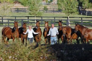 Alimentación y suplementos para caballos en los Emiratos Ára — for sale worldwide | Global Equine Marketplace