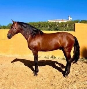 Andalusian Horse for sale - Live stock animals for sale worldwide - Global Equine Marketplace Andalusian Horse for sale - Live stock animals for sale worldwide - Global Equine Marketplace