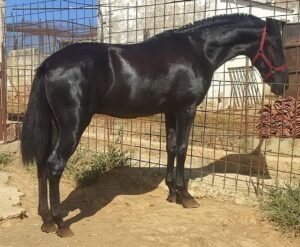 Andalusian Horse for sale worldwide - Global Equine Marketplace Andalusian Horse for sale worldwide - Global Equine Marketplace