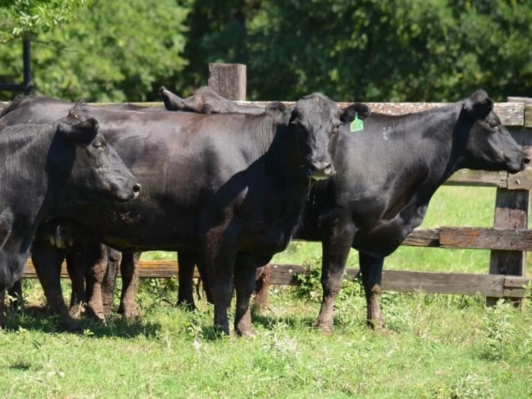 Angus Cattle for Sale - Live stock animals for sale worldwide - Global Equine Marketplace