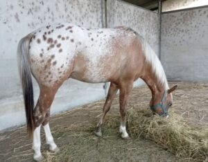 Appaloosa Horse for Sale for sale worldwide - Global Equine Marketplace Appaloosa Horse for Sale for sale worldwide - Global Equine Marketplace