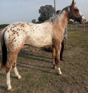 Appaloosa Horse for Sale for sale worldwide - Global Equine Marketplace Appaloosa Horse for Sale for sale worldwide - Global Equine Marketplace