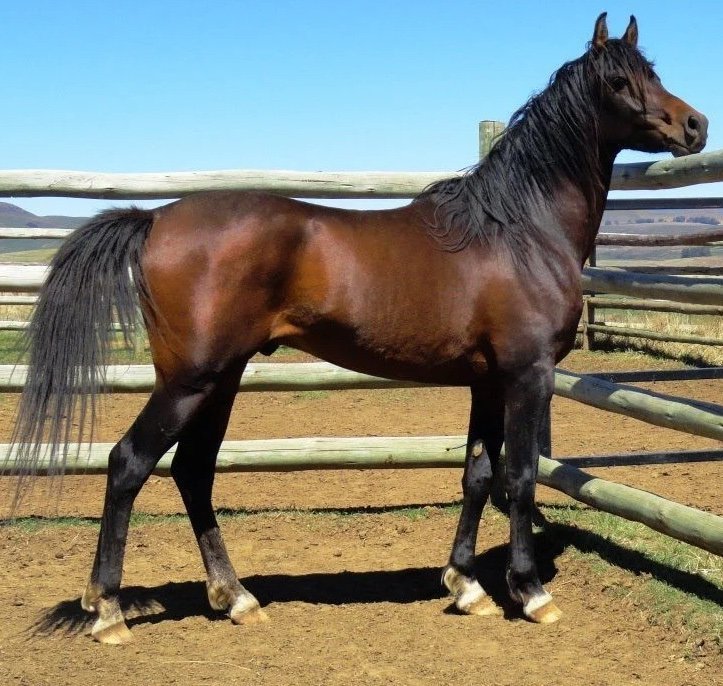 Arabian Horses for Sale - Live stock animals for sale worldwide - Global Equine Marketplace