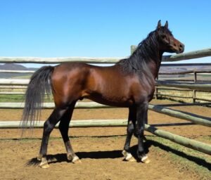 Arabian Horses for Sale - Live Stock Farm USA for sale worldwide - Global Equine Marketplace Arabian Horses for Sale - Live Stock Farm USA for sale worldwide - Global Equine Marketplace