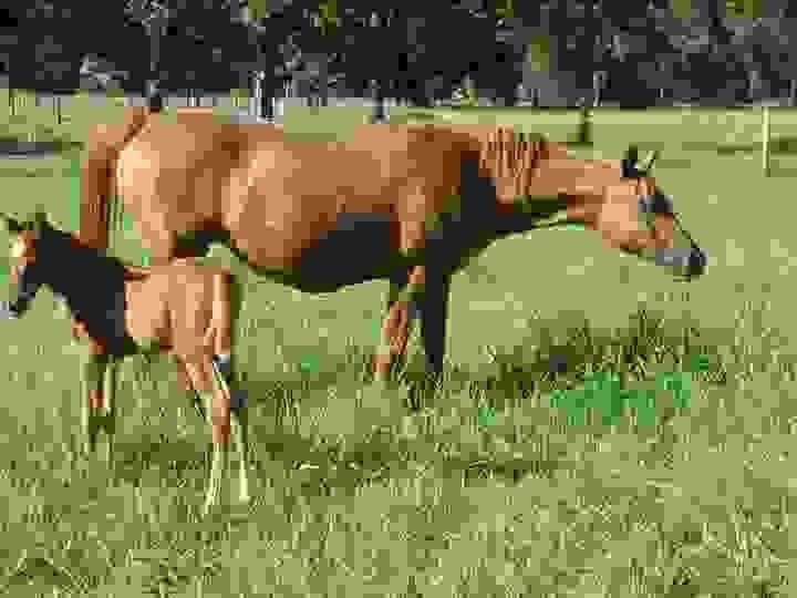 Arabian Show Horses for Sale | Global Equine Marketplace
