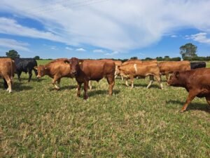 Are you looking for cattle for your AFU/Beef Unit? - for sale worldwide - Global Equine Marketplace Are you looking for cattle for your AFU/Beef Unit? - for sale worldwide - Global Equine Marketplace