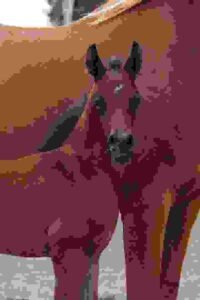 Baroque Friesian Horses for Sale | Global Equine Marketplace
