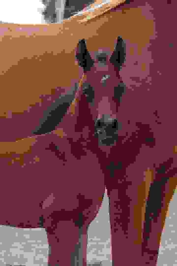 Baroque Friesian Horses for Sale | Global Equine Marketplace