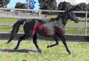 Bates and Wintec Saddles Compared | Global Equine Marketplace