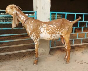 Beetal Goat for Sale - Live Stock Farm USA for sale worldwide - Global Equine Marketplace Beetal Goat for Sale - Live Stock Farm USA for sale worldwide - Global Equine Marketplace