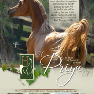 Bestes Pferdefutter für Fasspferde — for sale worldwide | Global Equine Marketplace Bestes Pferdefutter für Fasspferde — for sale worldwide | Global Equine Marketplace