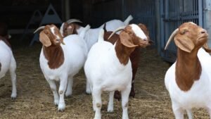 Boer Goat Sales with Award-Winning Blood-line for sale worldwide - Global Equine Marketplace Boer Goat Sales with Award-Winning Blood-line for sale worldwide - Global Equine Marketplace