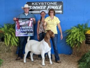 Boer Goats for Sale: Complete Buyer’s Guide | Global Equine Marketplace