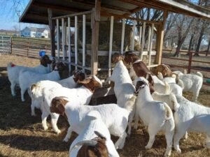 Boer Goats for Sale - Live Stock Farm USA for sale worldwide - Global Equine Marketplace Boer Goats for Sale - Live Stock Farm USA for sale worldwide - Global Equine Marketplace