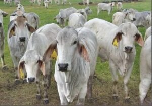 Brahman Cattle For Sale - Live stock animals for sale worldwide - Global Equine Marketplace Brahman Cattle For Sale - Live stock animals for sale worldwide - Global Equine Marketplace