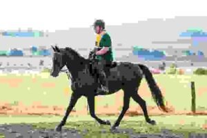 Bucas and WeatherBeeta Blankets Compared | Global Equine Marketplace