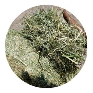 Bulk Hay Buying: Wholesale Guide for Farms | Global Equine Marketplace