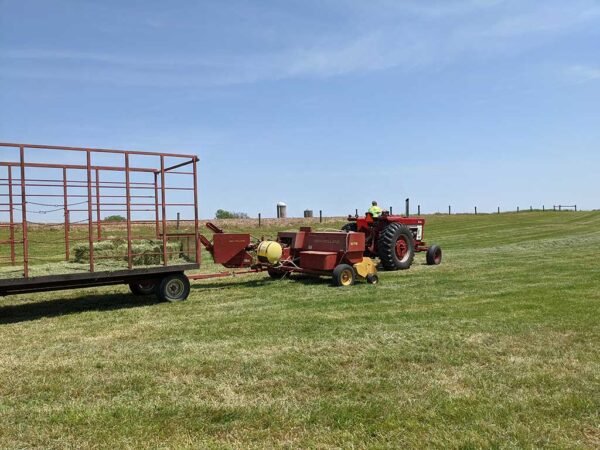 Bull & Cattle Sales & Events — for sale worldwide | Global Equine Marketplace