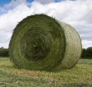 Buy Alfalfa Hay bales for sale - Supreme Lucerne hay for sale worldwide - Global Equine Marketplace