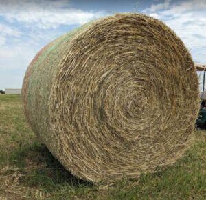 Buy Oat Hay bales for sale - Premium Oat Hay Wholesale for sale worldwide - Global Equine Marketplace